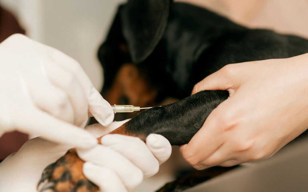 Impfungen bei Hund und Katze