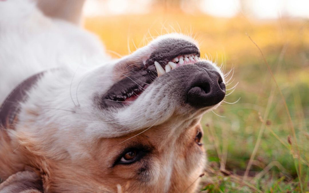 Zahngesundheit bei Hunden und Katzen