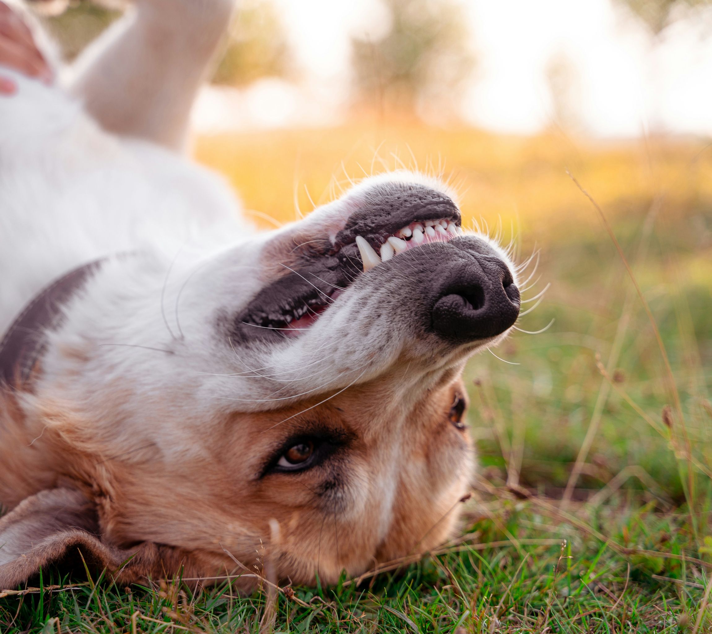 Zahngesundheit bei Hunden und Katzen